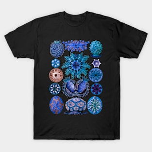 Ernst Haecke Ascidia Sea Squirts in Vivid Blue T-Shirt